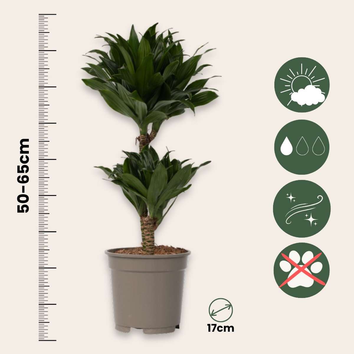 Dracaena Drachenbaum - 2 Stk - Dracaena Surculosa - Höhe 50-65Cm - ⌀17Cm 