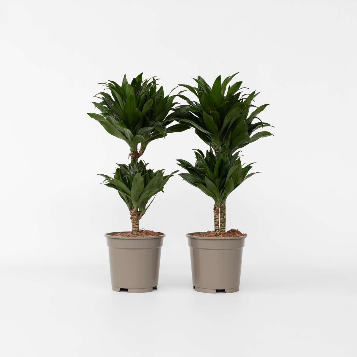 Dracaena Drachenbaum - 2 Stk - Dracaena Surculosa - Höhe 50-65Cm - ⌀17Cm 
