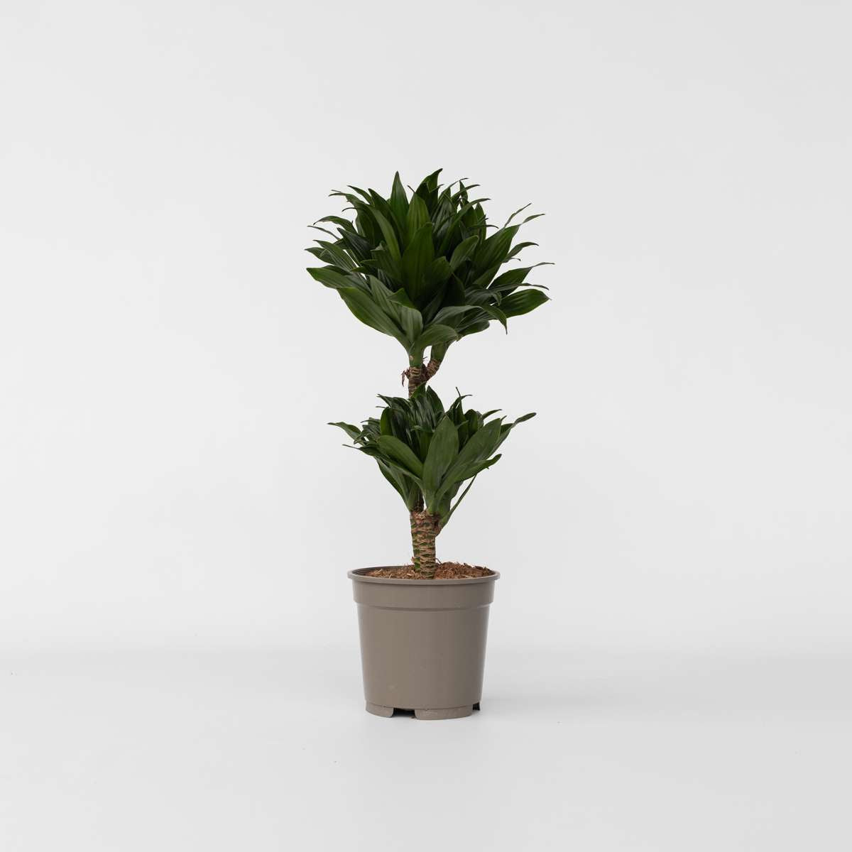 Dracaena Drachenbaum - Dracaena Surculosa - Höhe 50-65Cm - ⌀17Cm 