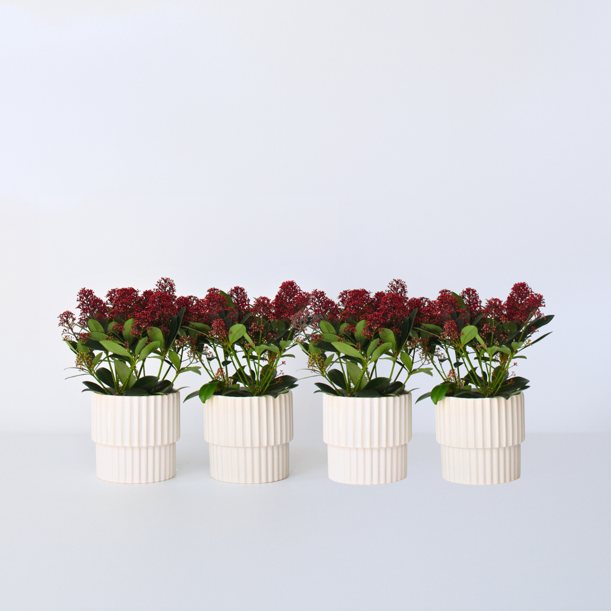 Other Shrubs Skimmie - 4 Stk - Skimmia Japonica 'Rubella' - Höhe 35-45Cm - ⌀15Cm 