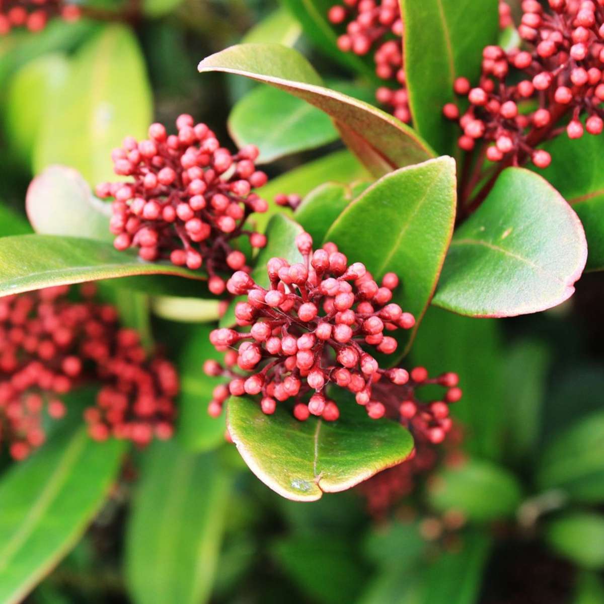 Other Shrubs Skimmie - 4 Stk - Skimmia Japonica 'Rubella' - Höhe 35-45Cm - ⌀15Cm 