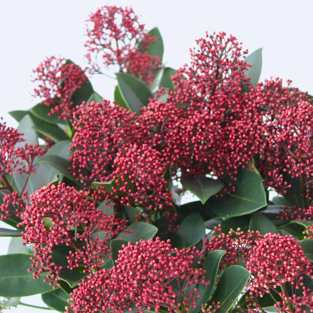 Other Shrubs Skimmie - 4 Stk - Skimmia Japonica 'Rubella' - Höhe 35-45Cm - ⌀15Cm 