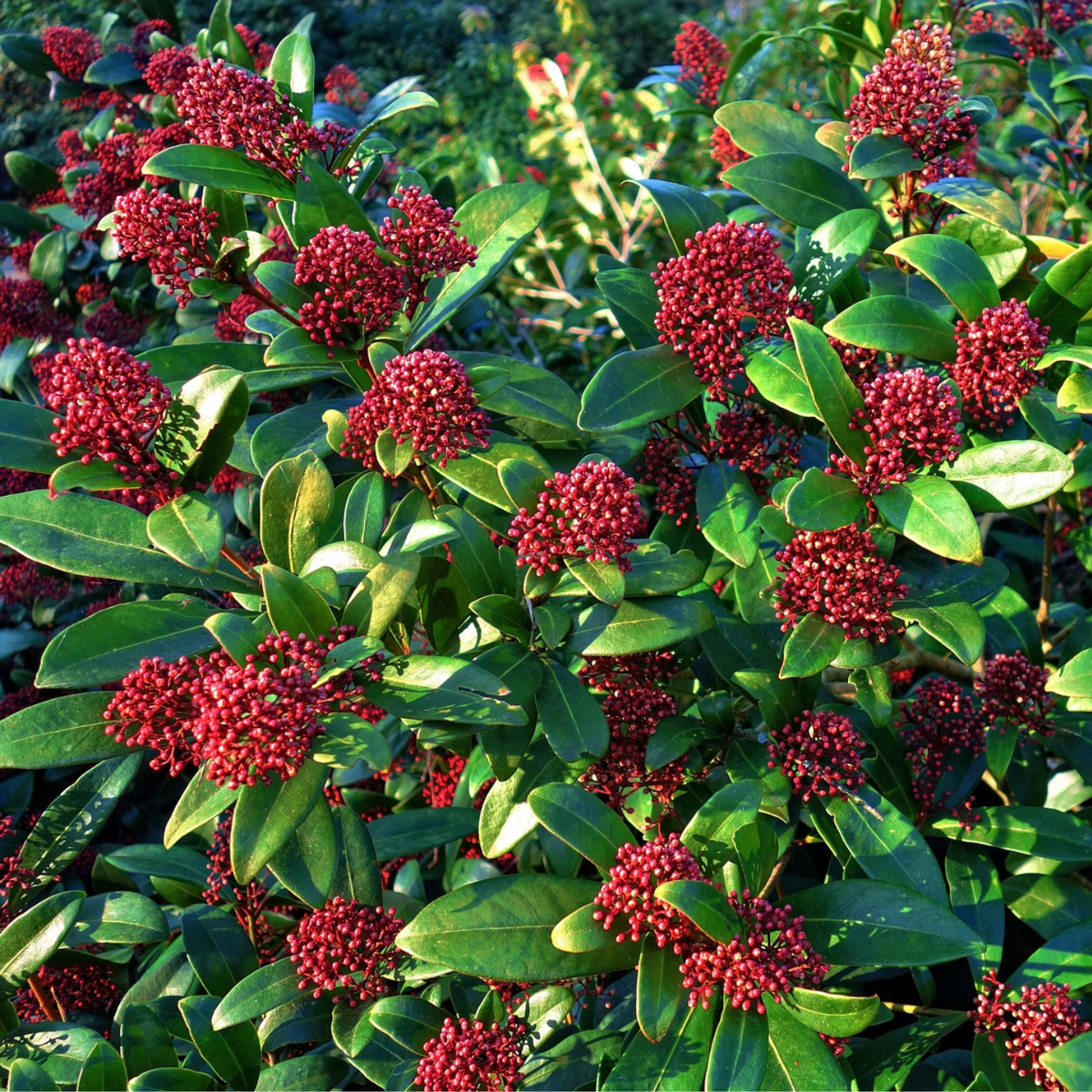 Other Shrubs Skimmie - 4 Stk - Skimmia Japonica 'Rubella' - Höhe 35-45Cm - ⌀15Cm 