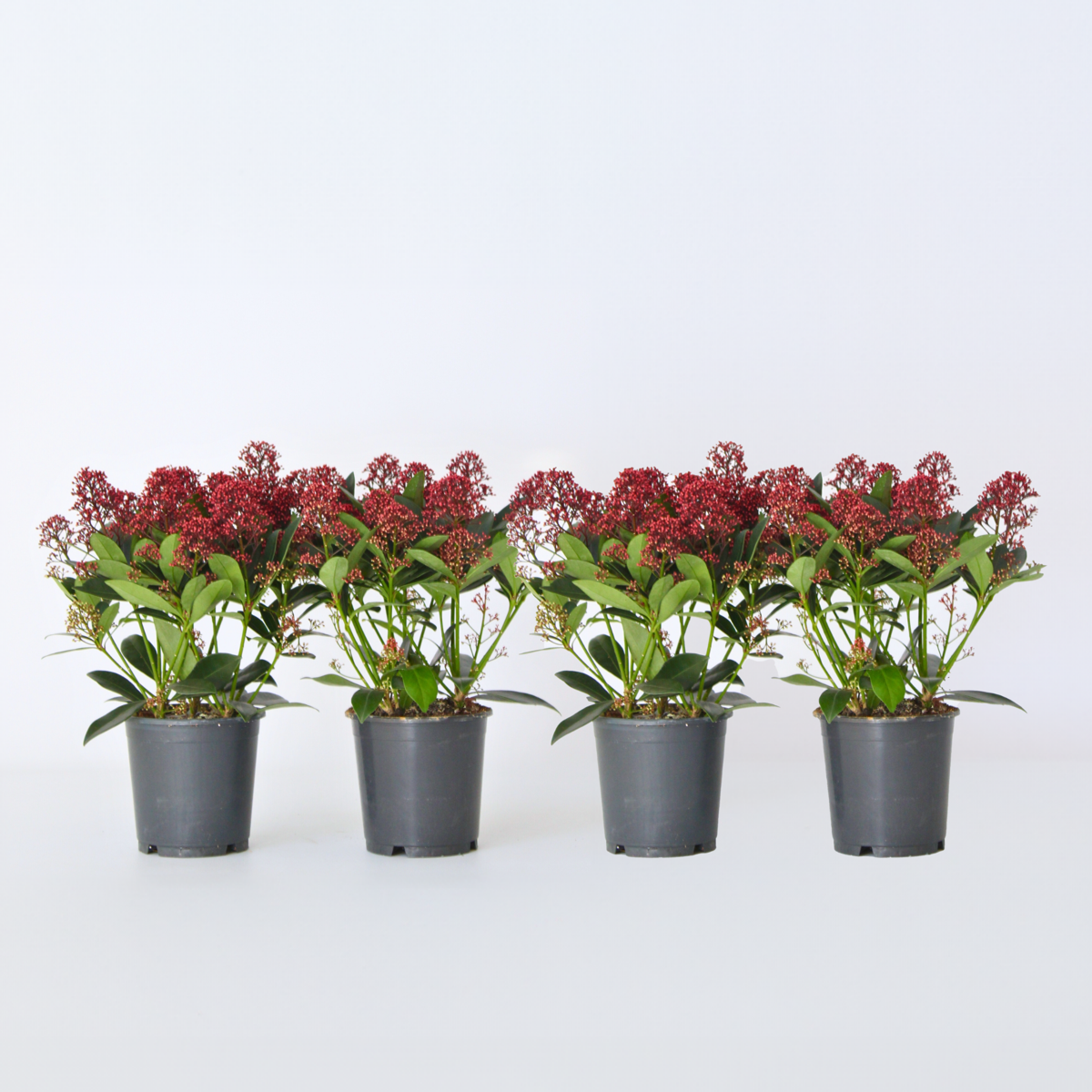 Other Shrubs Skimmie - 4 Stk - Skimmia Japonica 'Rubella' - Höhe 35-45Cm - ⌀15Cm 
