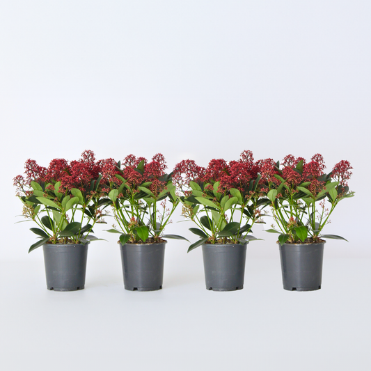Other Shrubs Skimmie - 4 Stk - Skimmia Japonica 'Rubella' - Höhe 35-45Cm - ⌀15Cm 
