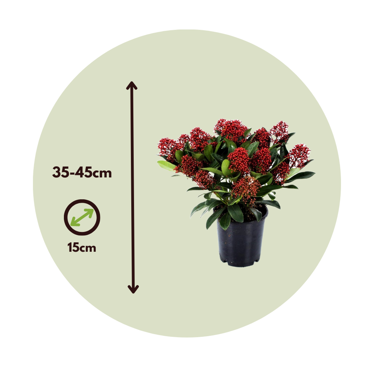 Other Shrubs Skimmie - 2 Stk - Skimmia Japonica 'Rubella' - Höhe 35-45Cm - ⌀15Cm 