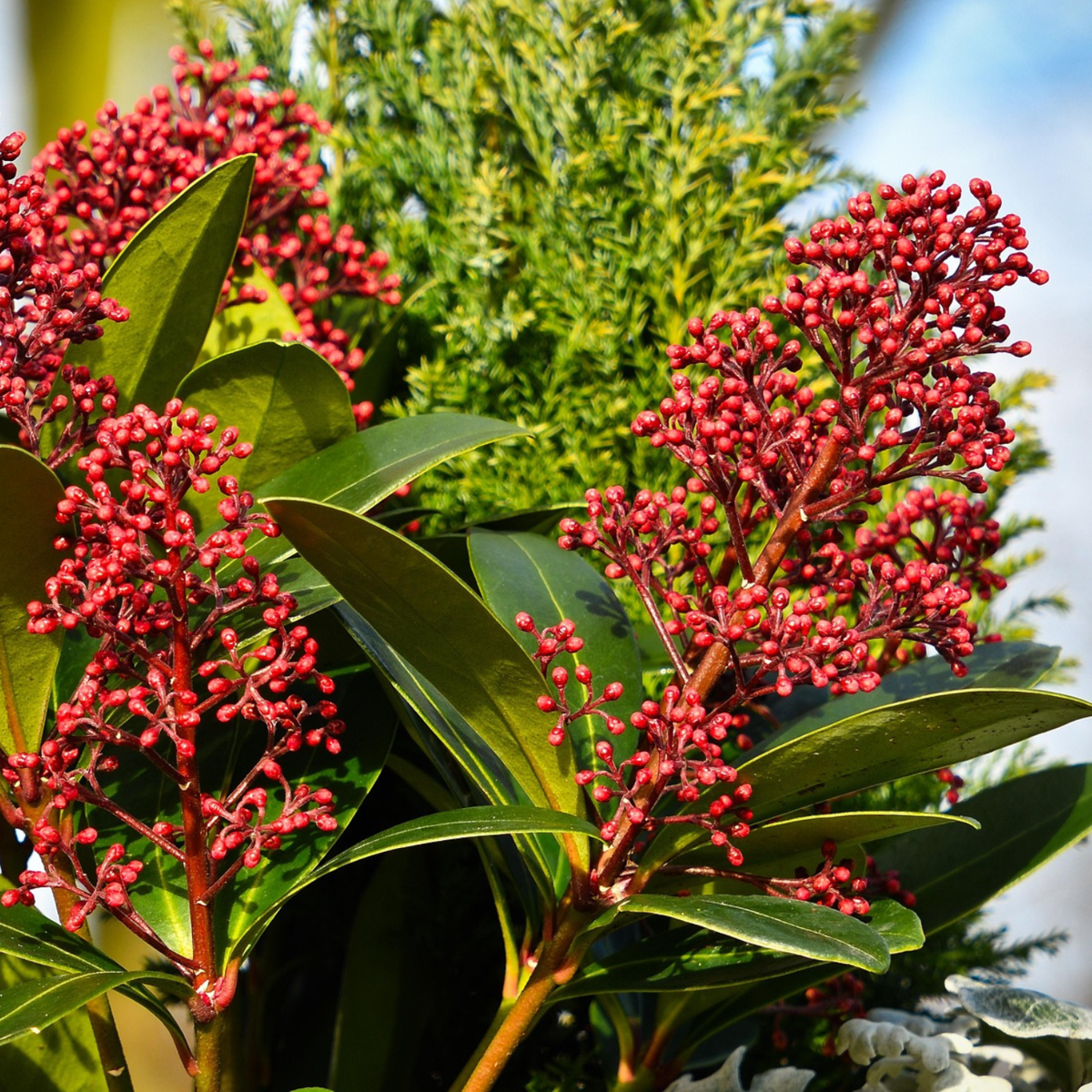 Other Shrubs Skimmie - 2 Stk - Skimmia Japonica 'Rubella' - Höhe 35-45Cm - ⌀15Cm 