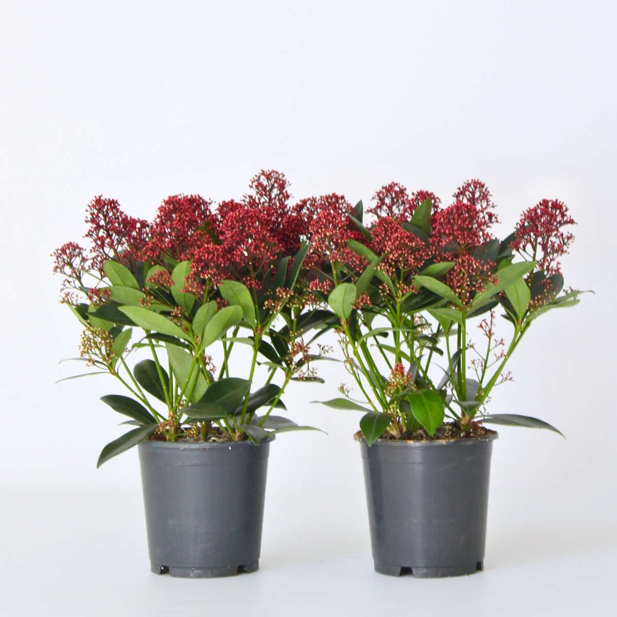 Other Shrubs Skimmie - 2 Stk - Skimmia Japonica 'Rubella' - Höhe 35-45Cm - ⌀15Cm 