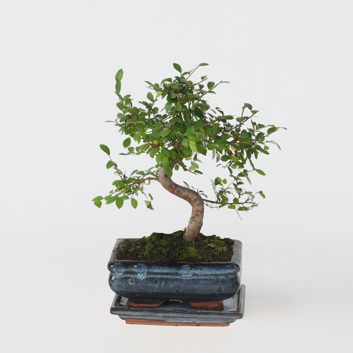 Bonsaibaume - Zelkova Serrata - Höhe 20-30Cm - ⌀20Cm 