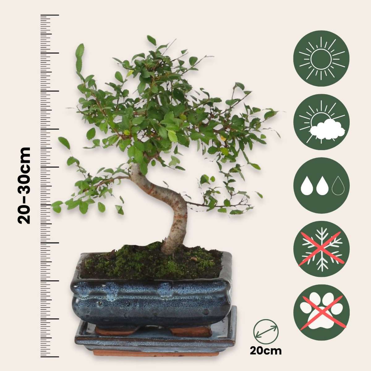 Bonsaibaume - Zelkova Serrata - Höhe 20-30Cm - ⌀20Cm 