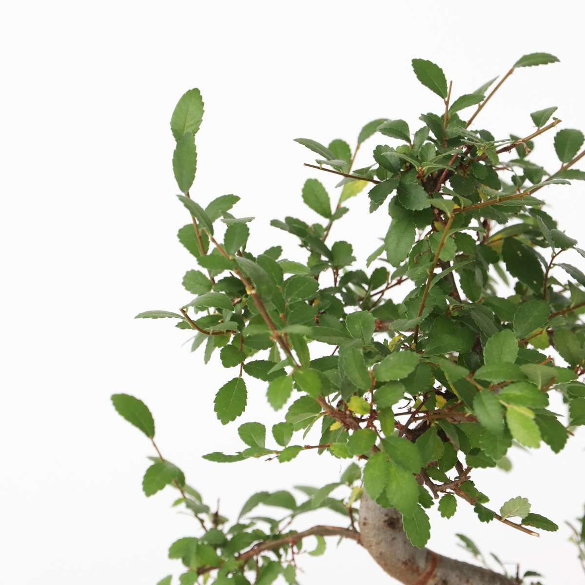 Bonsaibaume - Zelkova Serrata - Höhe 20-30Cm - ⌀20Cm 