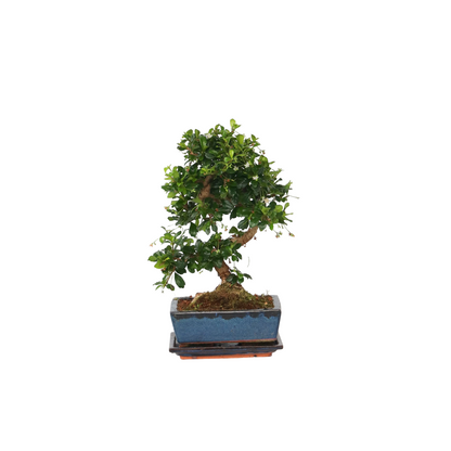Bonsaibaume - Carmona Microphylla - Höhe 20-30Cm - ⌀15Cm 