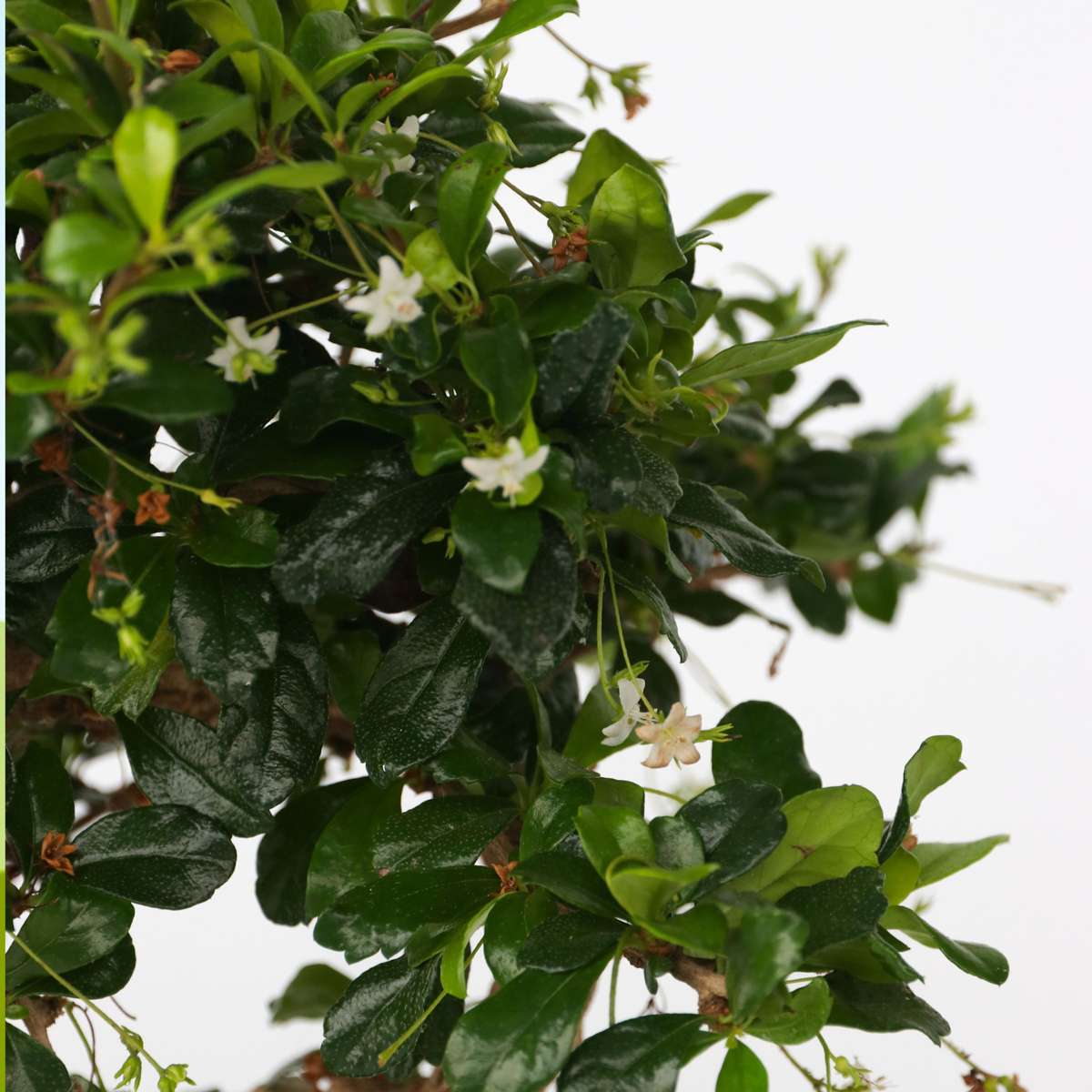 Bonsaibaume - Carmona Microphylla - Höhe 20-30Cm - ⌀15Cm 