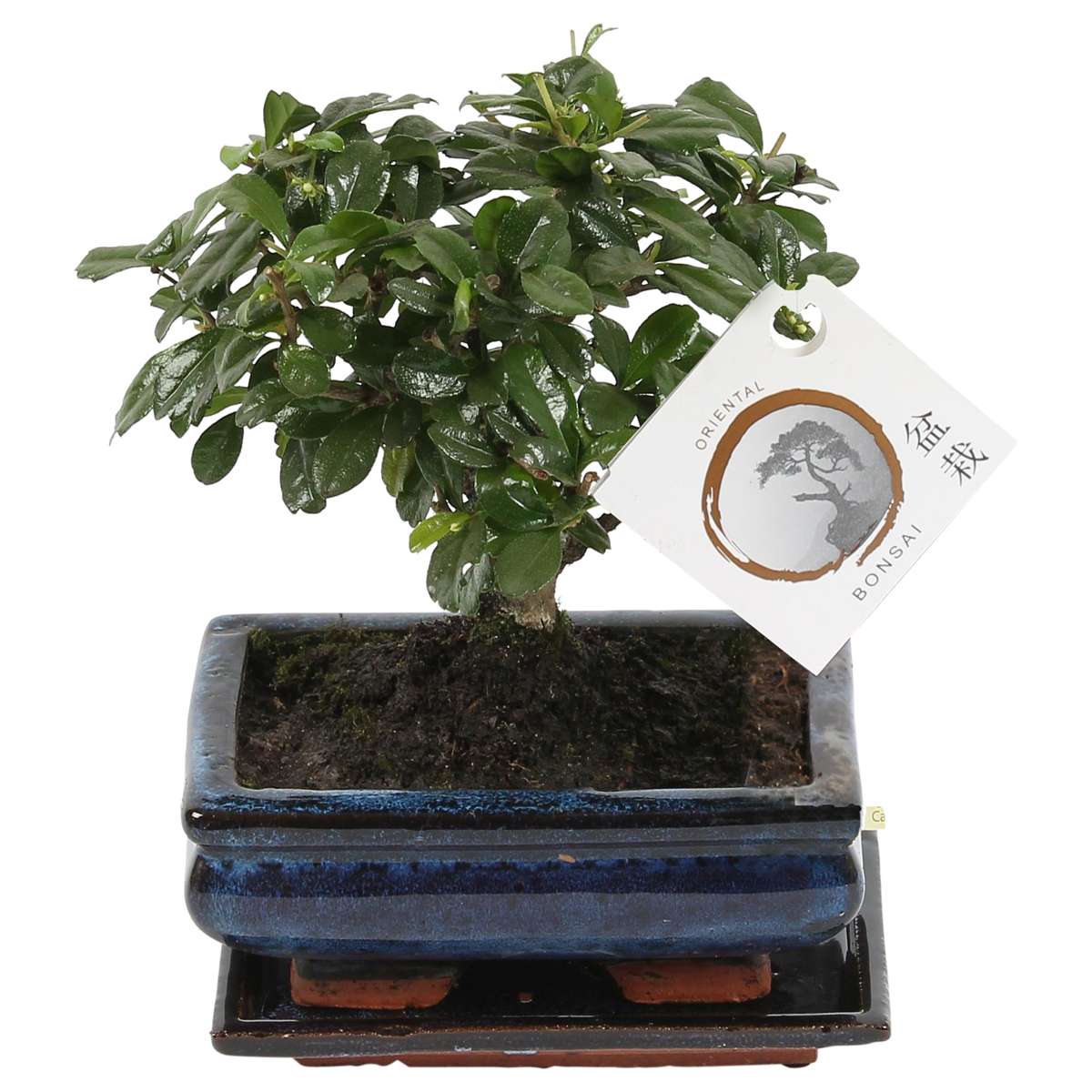 Bonsaibaume - Carmona Microphylla - Höhe 25-30Cm - ⌀15Cm 