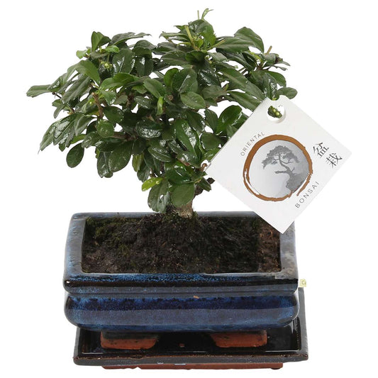 Bonsaibaume - Carmona Microphylla - Höhe 25-30Cm - ⌀15Cm 