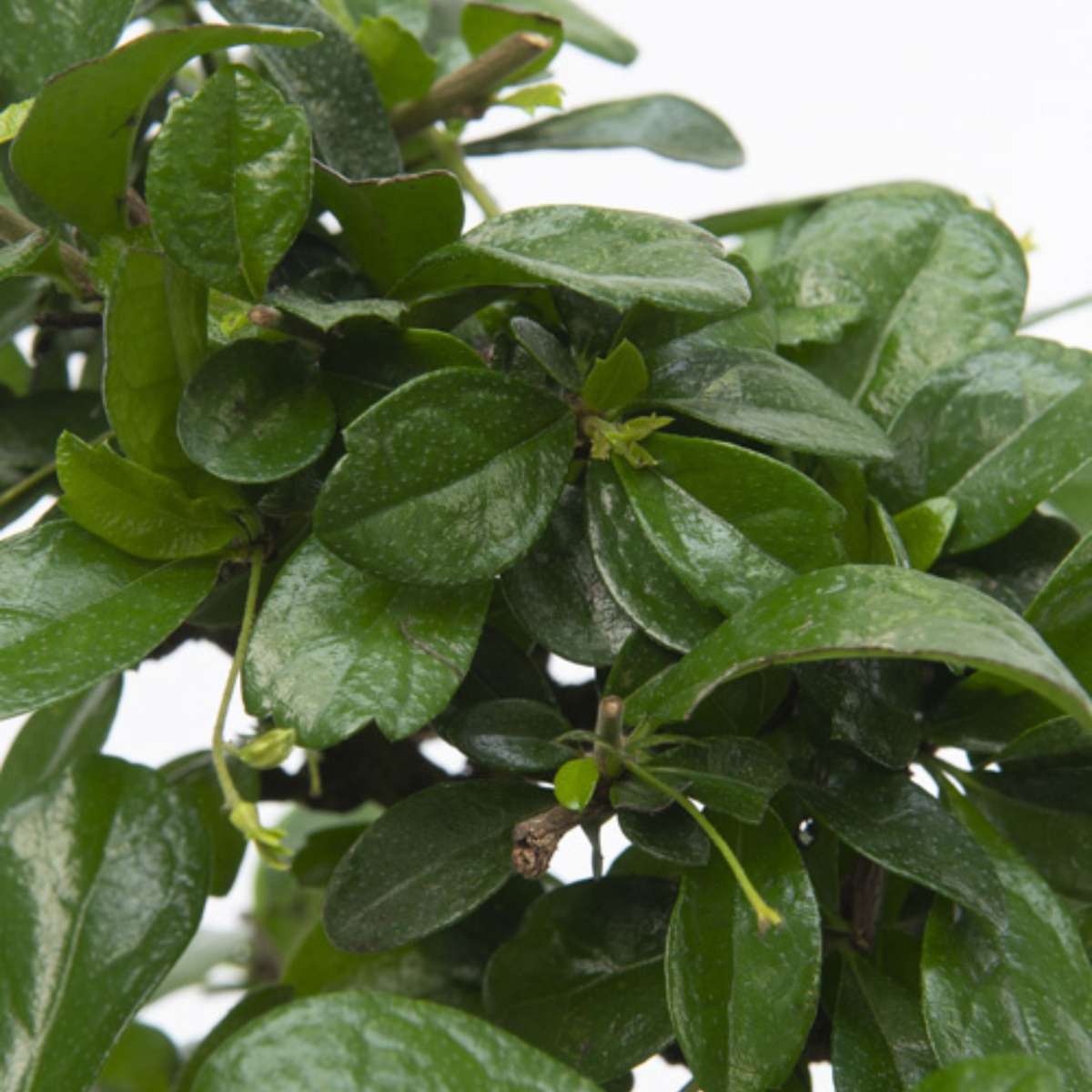 Bonsaibaume - Carmona Microphylla - Höhe 25-30Cm - ⌀15Cm 