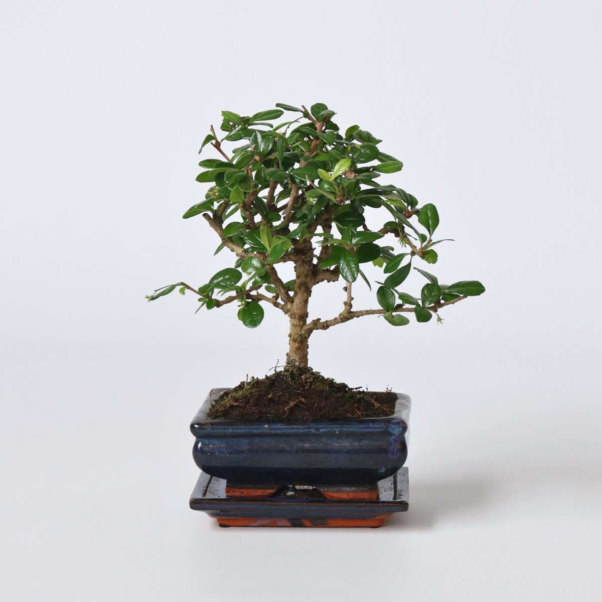 Bonsaibaume - Carmona Microphylla - Höhe 25-30Cm - ⌀15Cm 