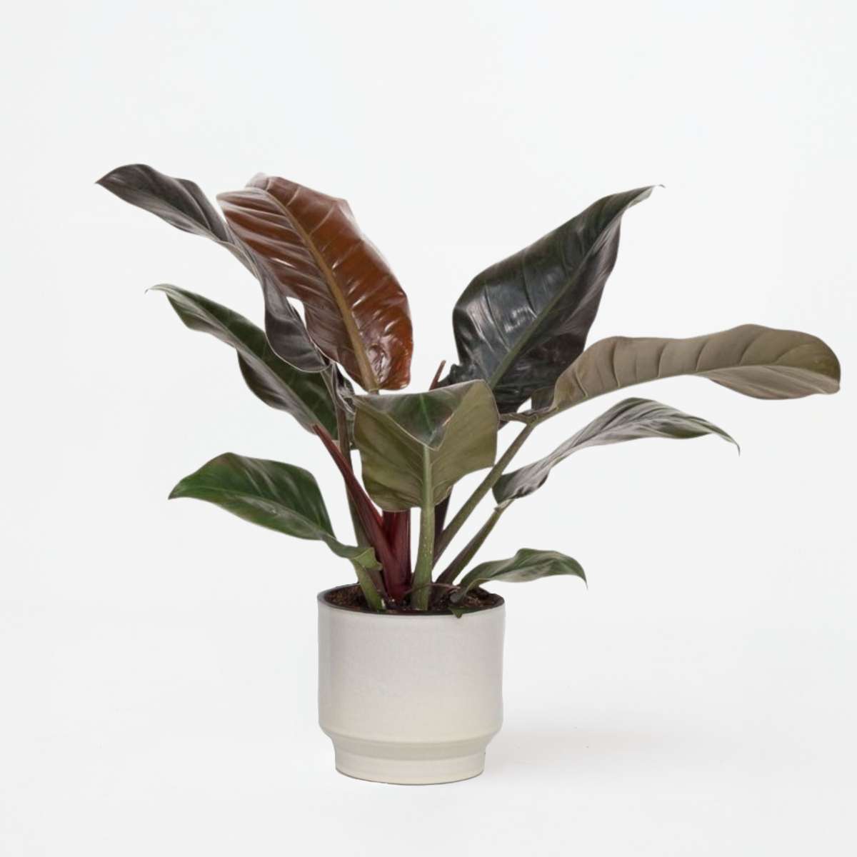 Philodendron Baumfreund - Philodendron 'Imperial Red' - Höhe 50Cm - ⌀19Cm 