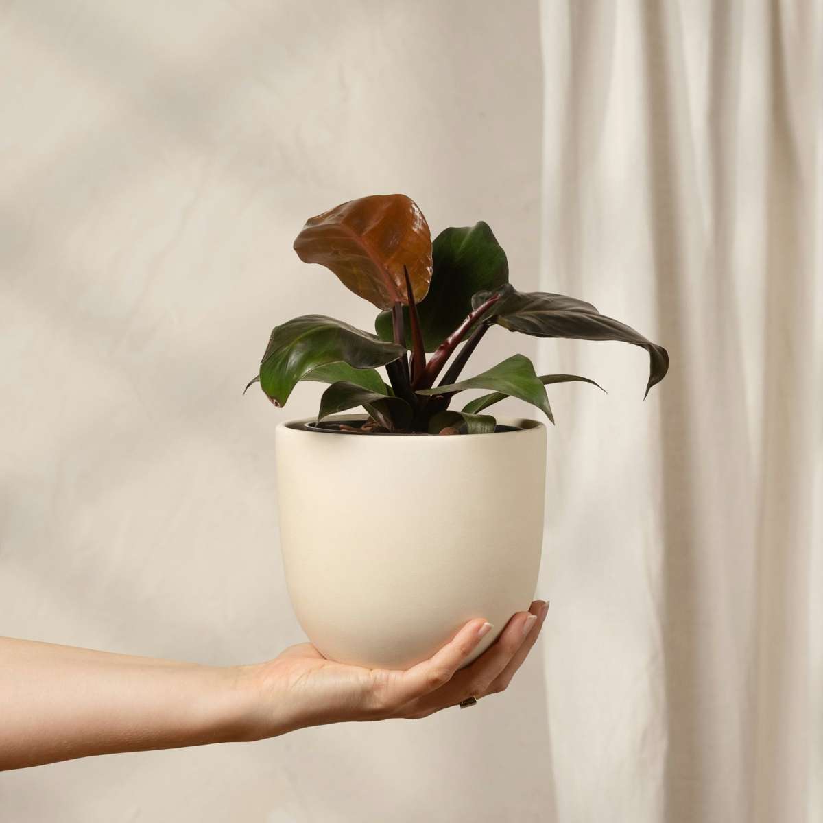 Philodendron Baumfreund - Philodendron 'Imperial Red' - Höhe 50Cm - ⌀19Cm 