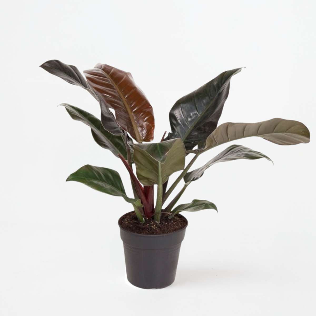 Philodendron Baumfreund - Philodendron 'Imperial Red' - Höhe 50Cm - ⌀19Cm 