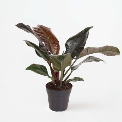 Philodendron Baumfreund - Philodendron 'Imperial Red' - Höhe 50Cm - ⌀19Cm 