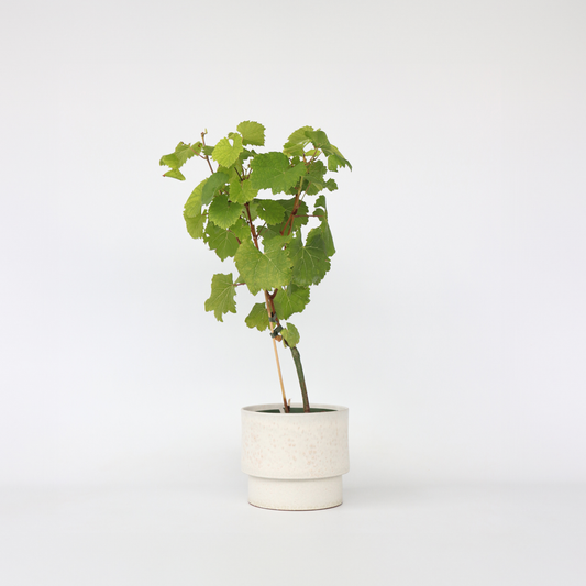 Fruit Trees Traubenpflanze - Vitis Vinifera ‘Vanessa’ - Höhe 60-75Cm - ⌀21Cm 