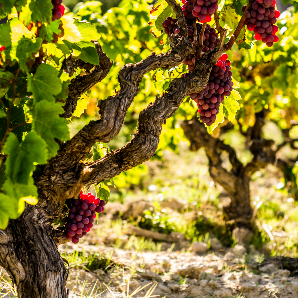 Fruit Trees Traubenpflanze - Vitis Vinifera ‘Vanessa’ - Höhe 60-75Cm - ⌀21Cm 