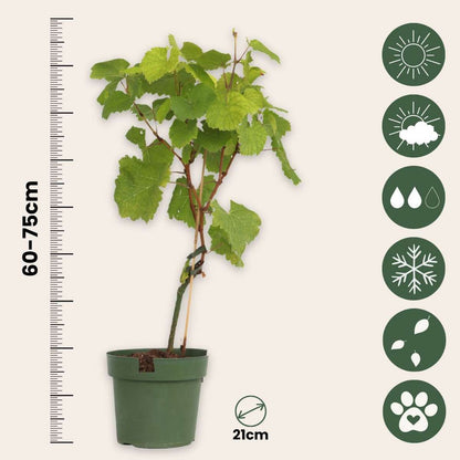 Fruit Trees Traubenpflanze - Vitis Vinifera ‘Vanessa’ - Höhe 60-75Cm - ⌀21Cm 