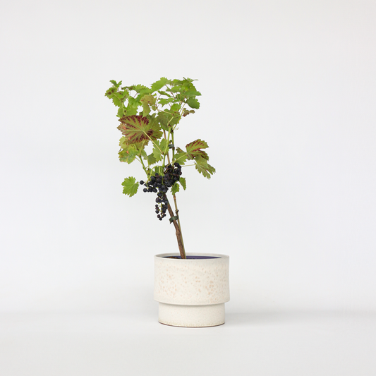 Fruit Trees Traubenpflanze - Vitis Vinifera ‘Nero’ - Höhe 60-75Cm - ⌀21Cm 