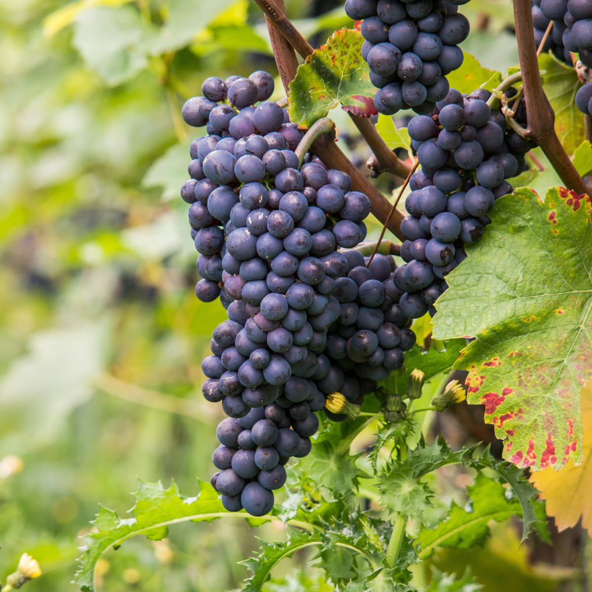 Fruit Trees Traubenpflanze - Vitis Vinifera ‘Nero’ - Höhe 60-75Cm - ⌀21Cm 