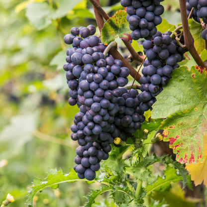 Fruit Trees Traubenpflanze - Vitis Vinifera ‘Nero’ - Höhe 60-75Cm - ⌀21Cm 