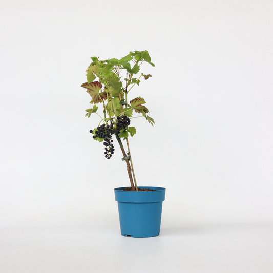 Fruit Trees Traubenpflanze - Vitis Vinifera ‘Nero’ - Höhe 60-75Cm - ⌀21Cm 