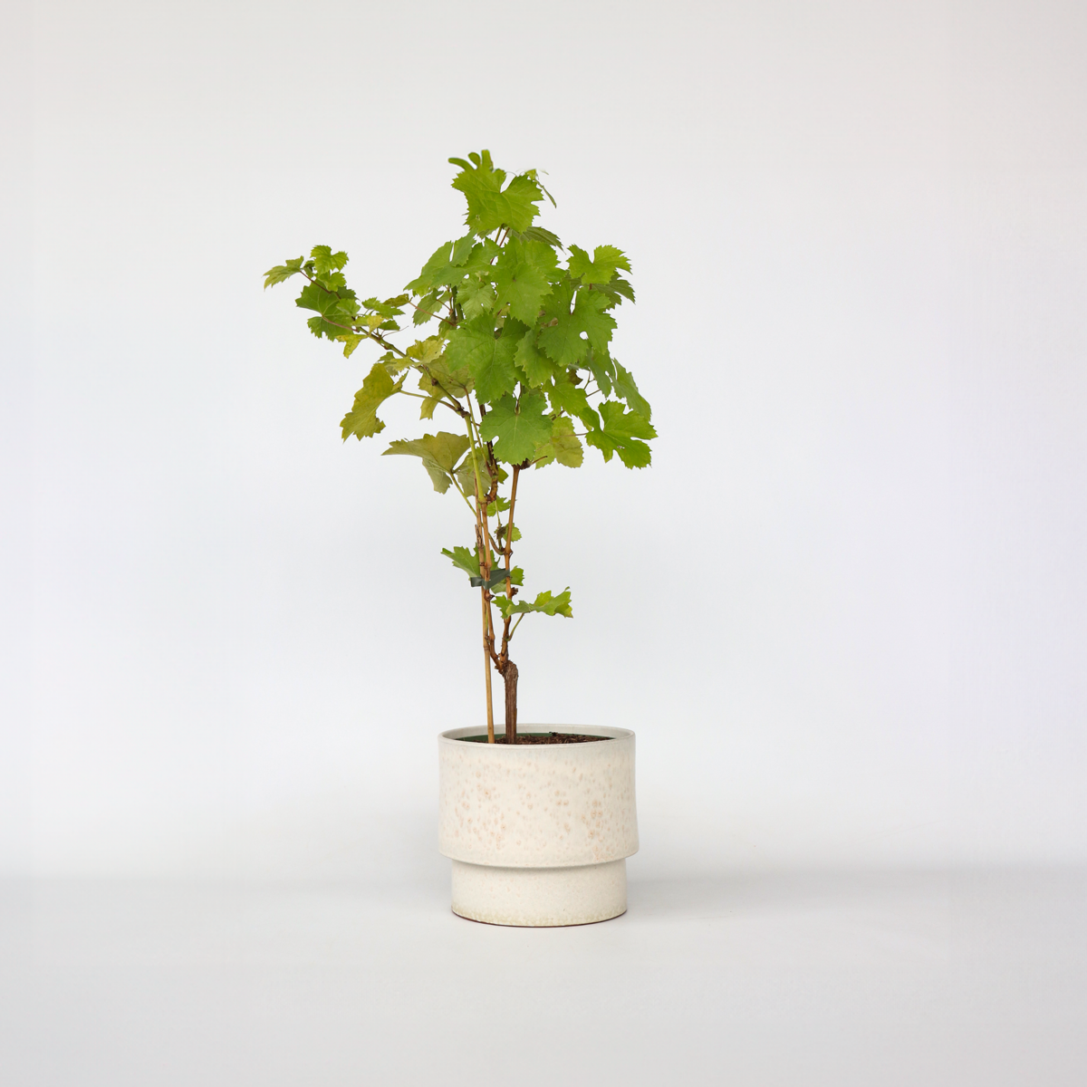 Fruit Trees Traubenpflanze - Vitis Vinifera ‘Himrod’ - Höhe 60-75Cm - ⌀21Cm 