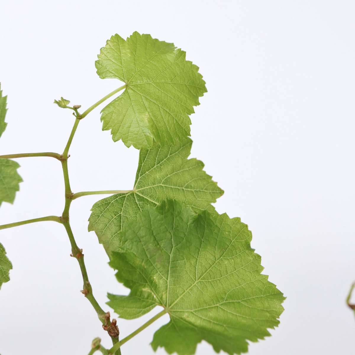 Fruit Trees Traubenpflanze - Vitis Vinifera ‘Himrod’ - Höhe 60-75Cm - ⌀21Cm 