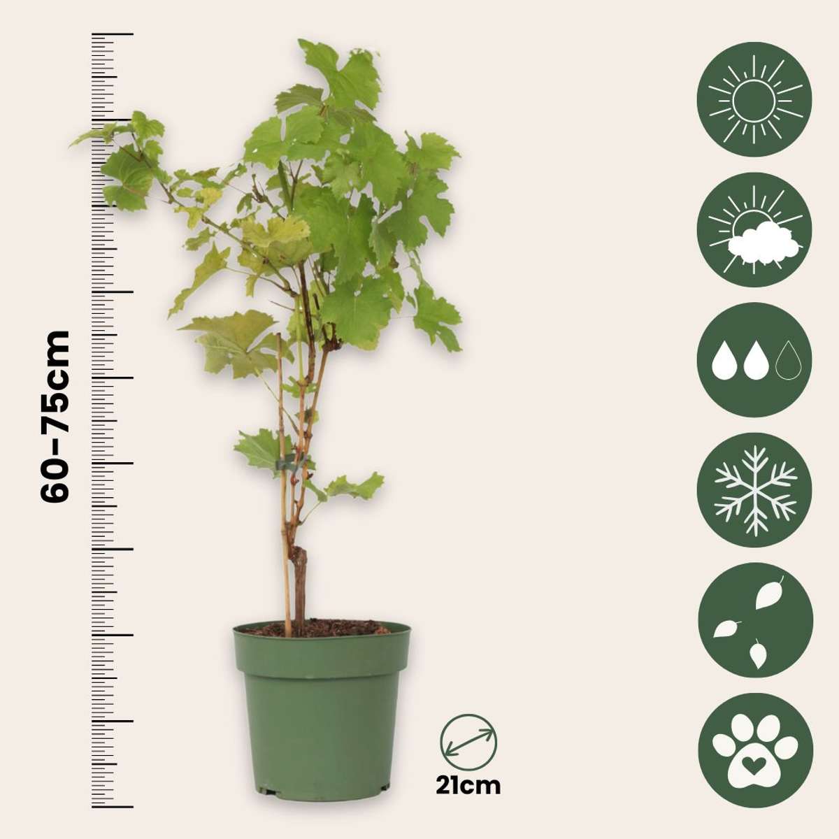 Fruit Trees Traubenpflanze - Vitis Vinifera ‘Himrod’ - Höhe 60-75Cm - ⌀21Cm 