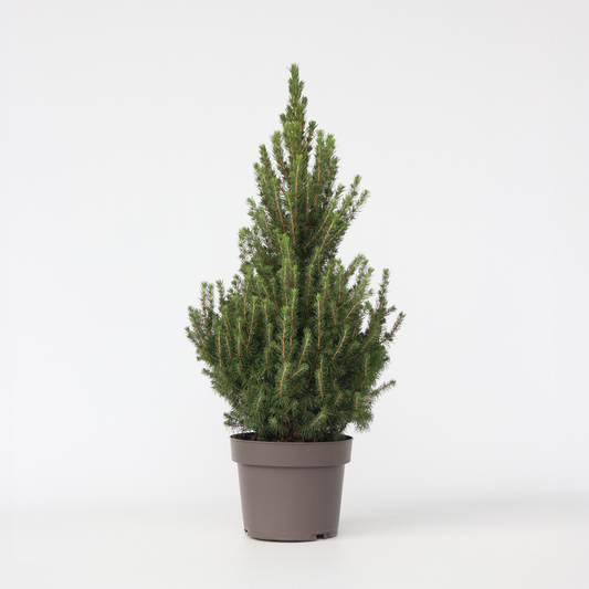 Picea Mini-Weihnachtsbaum - Picea Glauca Conica 'December' - Höhe 55-75Cm - Ø21Cm 