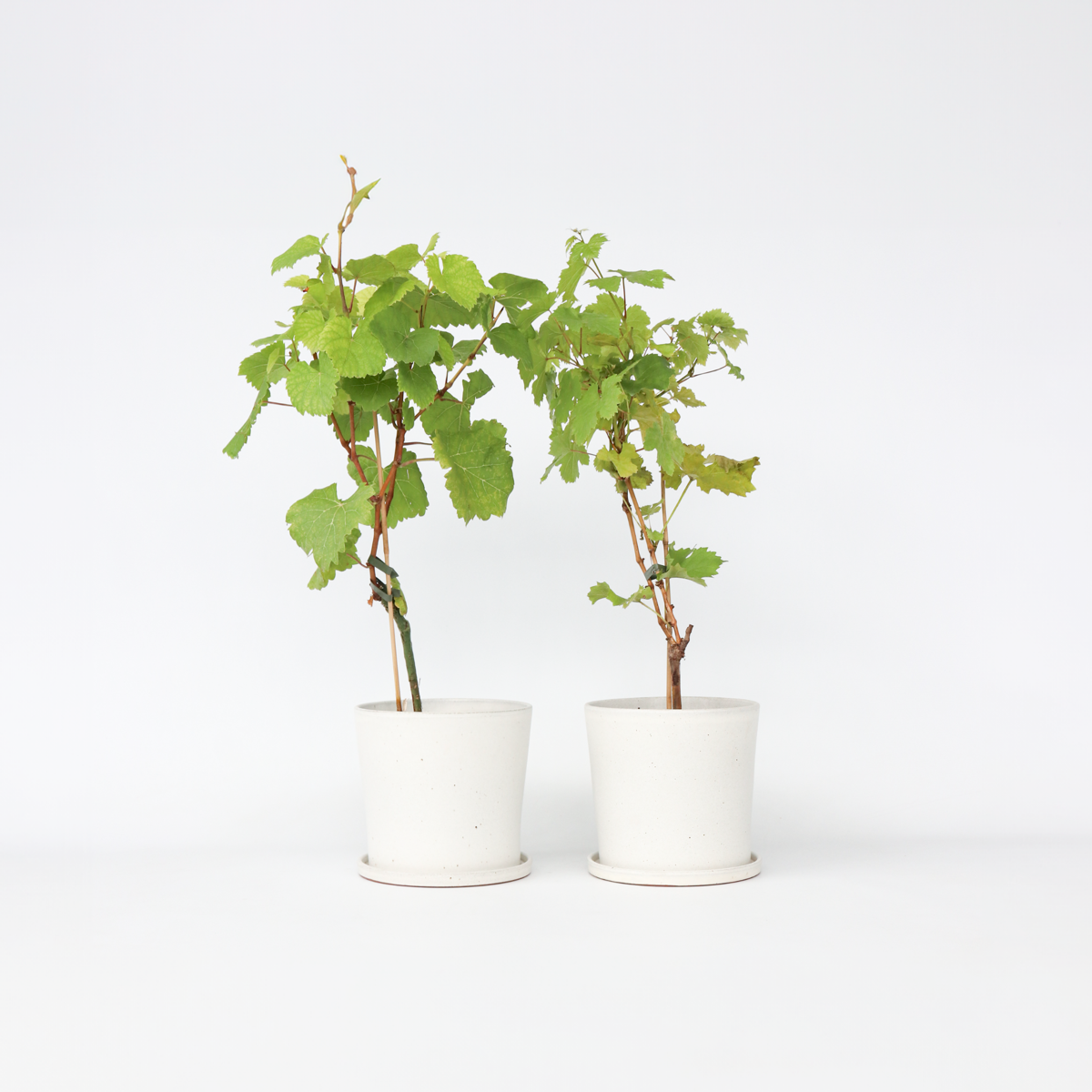 Fruit Trees Traubenpflanzen - 2 Stk - Vitis ‘Himrod’, Vitis ‘Vanessa’ - Höhe 60-75Cm - ⌀21Cm 