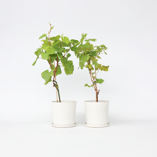 Fruit Trees Traubenpflanzen - 2 Stk - Vitis ‘Himrod’, Vitis ‘Vanessa’ - Höhe 60-75Cm - ⌀21Cm 