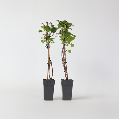 Hydrangea Hortensie - 2 Stk - Hydrangea Anomale Petiolaris - Höhe 60-70Cm - ⌀15Cm 