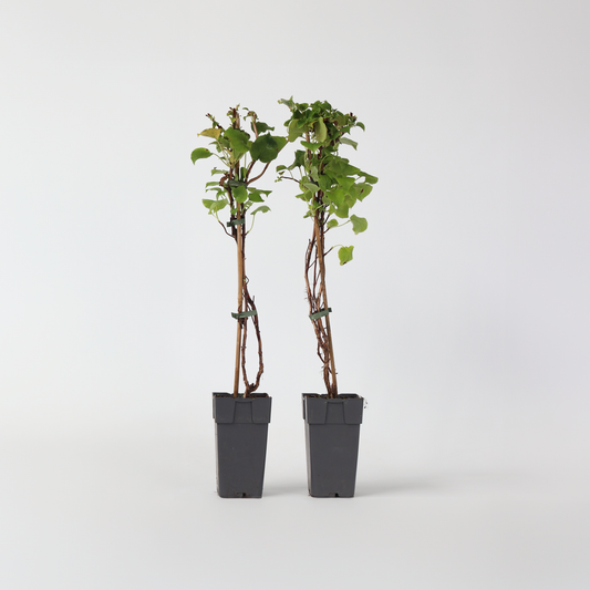 Hydrangea Hortensie - 2 Stk - Hydrangea Anomale Petiolaris - Höhe 60-70Cm - ⌀15Cm 