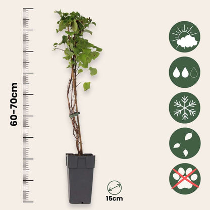 Hydrangea Hortensie - 2 Stk - Hydrangea Anomale Petiolaris - Höhe 60-70Cm - ⌀15Cm 