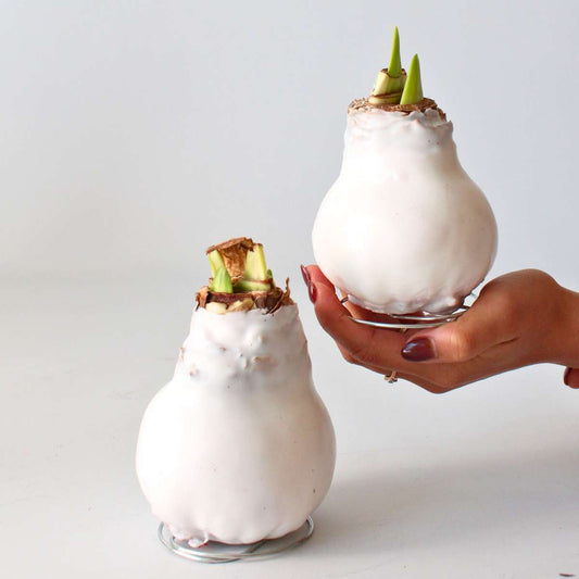 Amaryllis - Hippeastrum 'Wax White' - Zwiebel - Rote Blüten 