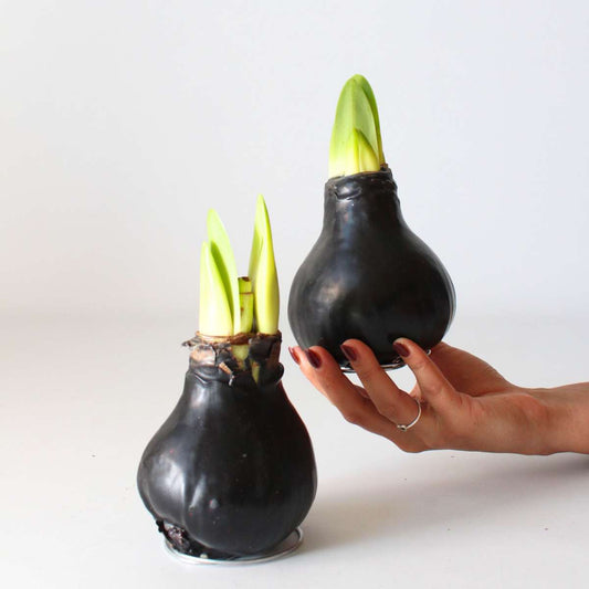 Amaryllis - Hippeastrum 'Wax Black' - Zwiebel - Rote Blüten 