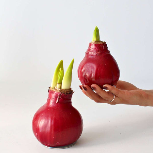 Amaryllis - Hippeastrum 'Wax Bordeaux' - Zwiebel - Rote Blüten 