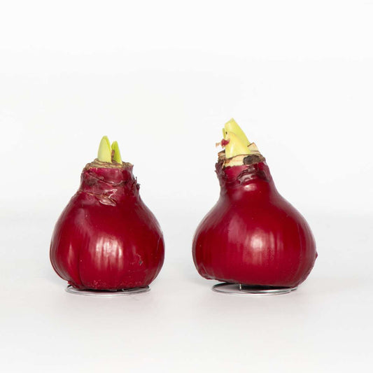 Amaryllis - Hippeastrum 'Wax Bordeaux' - Zwiebel - Rote Blüten 