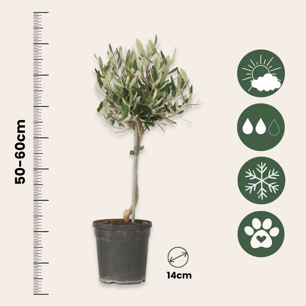Olive Trees Olivenbaum - Olea Europaea - Höhe 50-60Cm - ⌀14Cm 