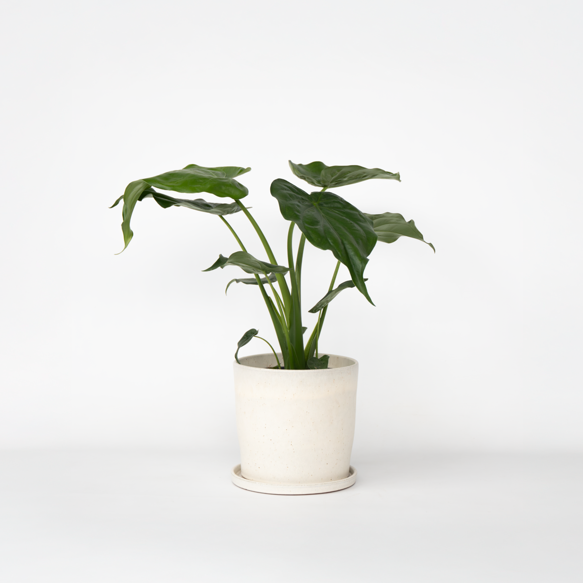Alocasia Elefantenohr - Alocasia 'Cucullata' - Höhe 70-80 Cm - Topf 19Cm 