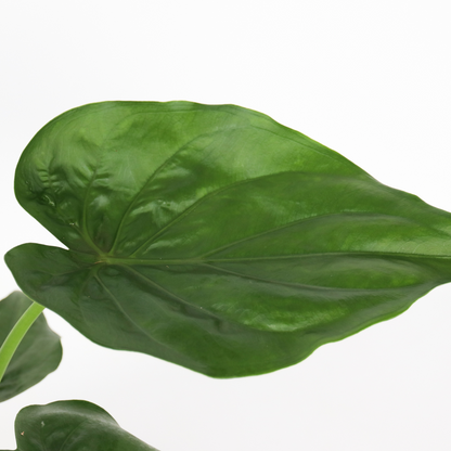 Alocasia Elefantenohr - Alocasia 'Cucullata' - Höhe 70-80 Cm - Topf 19Cm 