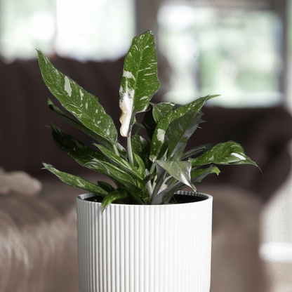 Philodendron Grüne Zimmerpflanze - Philodendron 'Cobra' - Höhe 55-65 Cm - Topf 19 Cm 