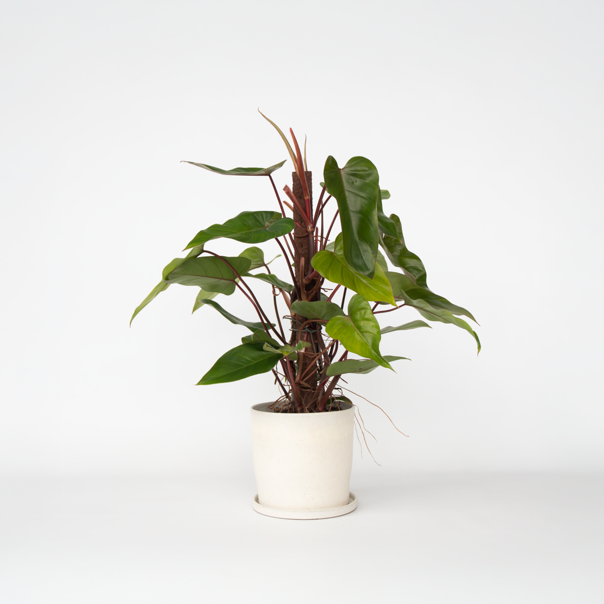 Philodendron Grüne Zimmerpflanze - Philodendron 'Red Emerald' - Höhe 70-80 Cm - Topf 19 Cm 
